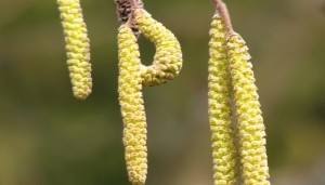 Nut earrings for alcoholic tincture