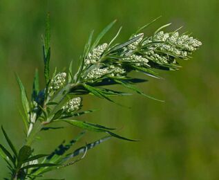 Sagebrush